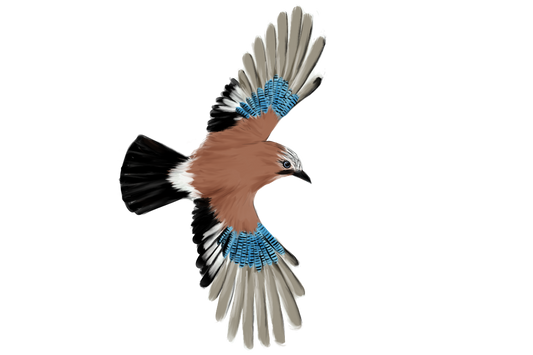 Eurasian Birds: Eurasian Jay - Wooden Charm
