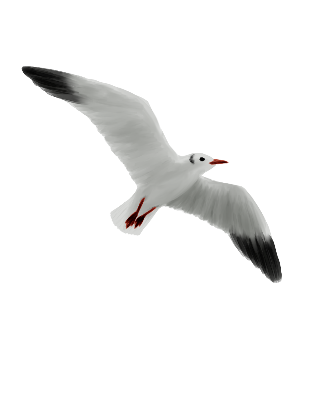 Eurasian Birds: Black-headed Gull - Wooden Charm