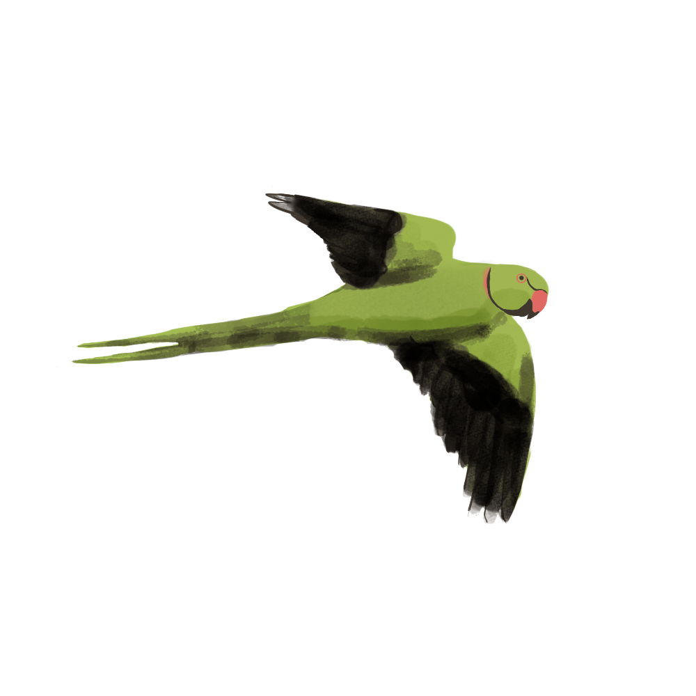 Eurasian Birds: Rose-ringed Parakeet - Wooden Charm