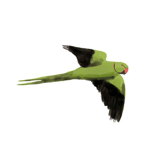 Eurasian Birds: Rose-ringed Parakeet - Wooden Charm