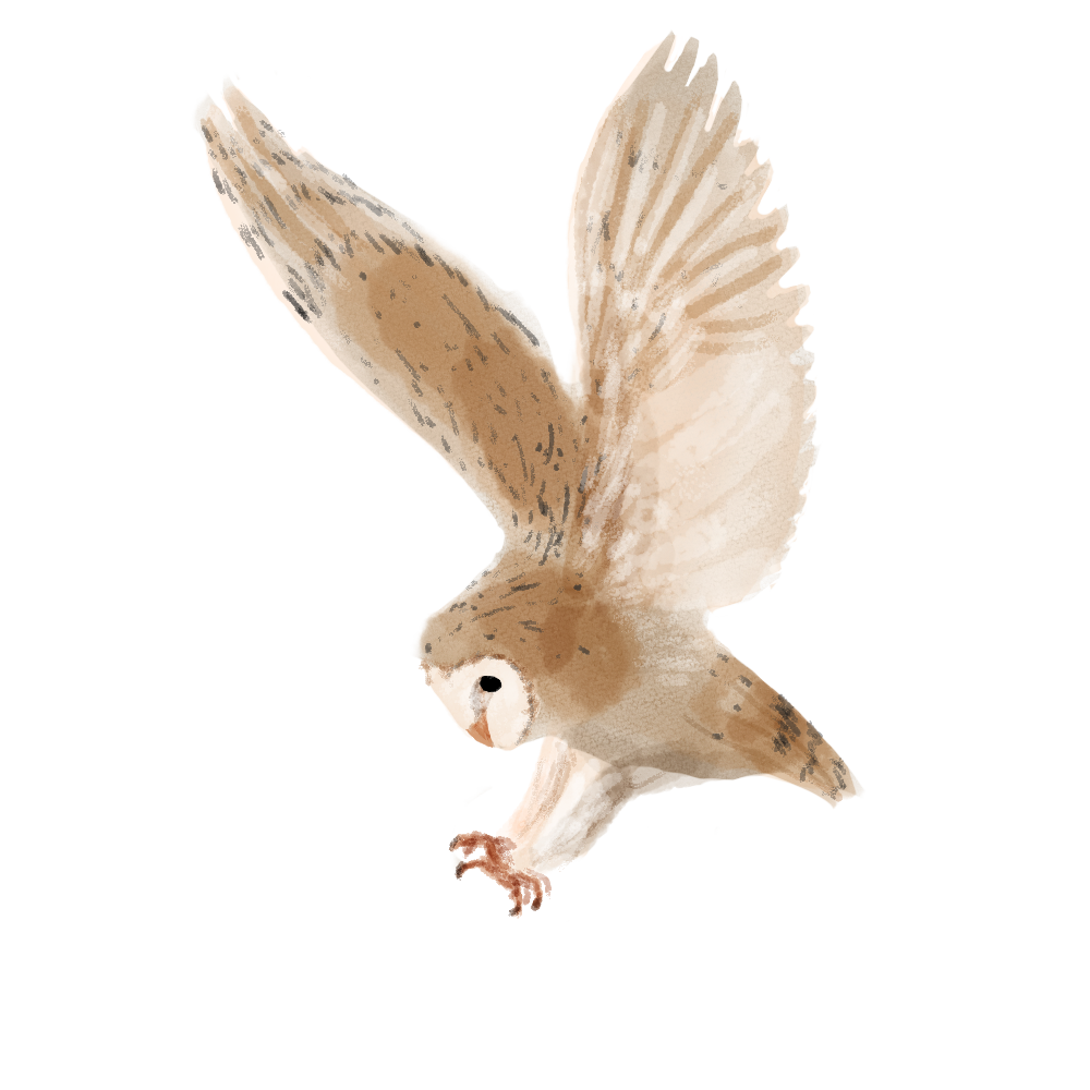 Eurasian Birds: Barn Owl - Wooden Charm