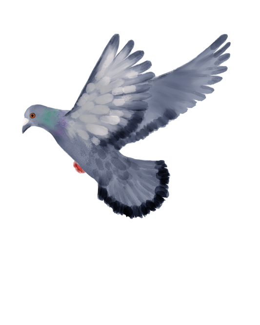 Eurasian Birds: Street Pigeon - Wooden Charm