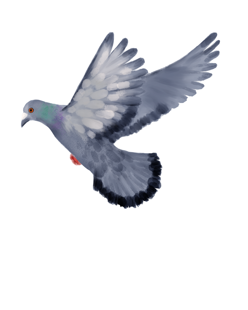 Eurasian Birds: Street Pigeon - Wooden Charm