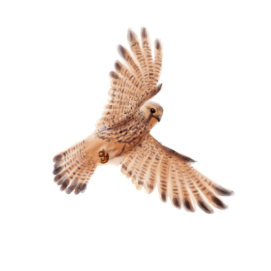 Eurasian Birds: Kestrel - Wooden Charm