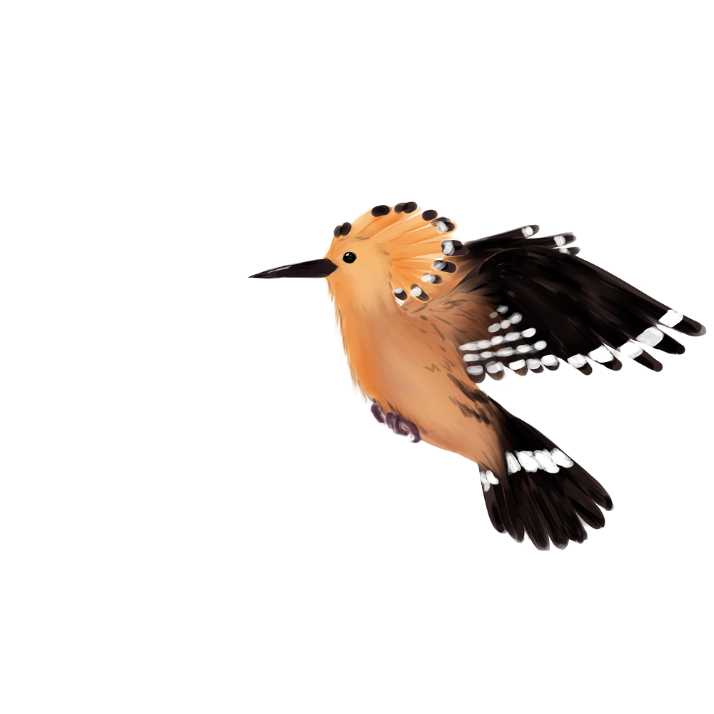 Eurasian Birds: Hoopoe - Wooden Charm