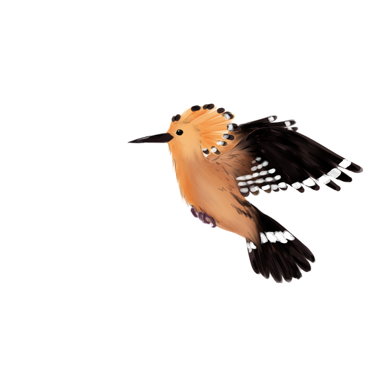 Eurasian Birds: Hoopoe - Wooden Charm
