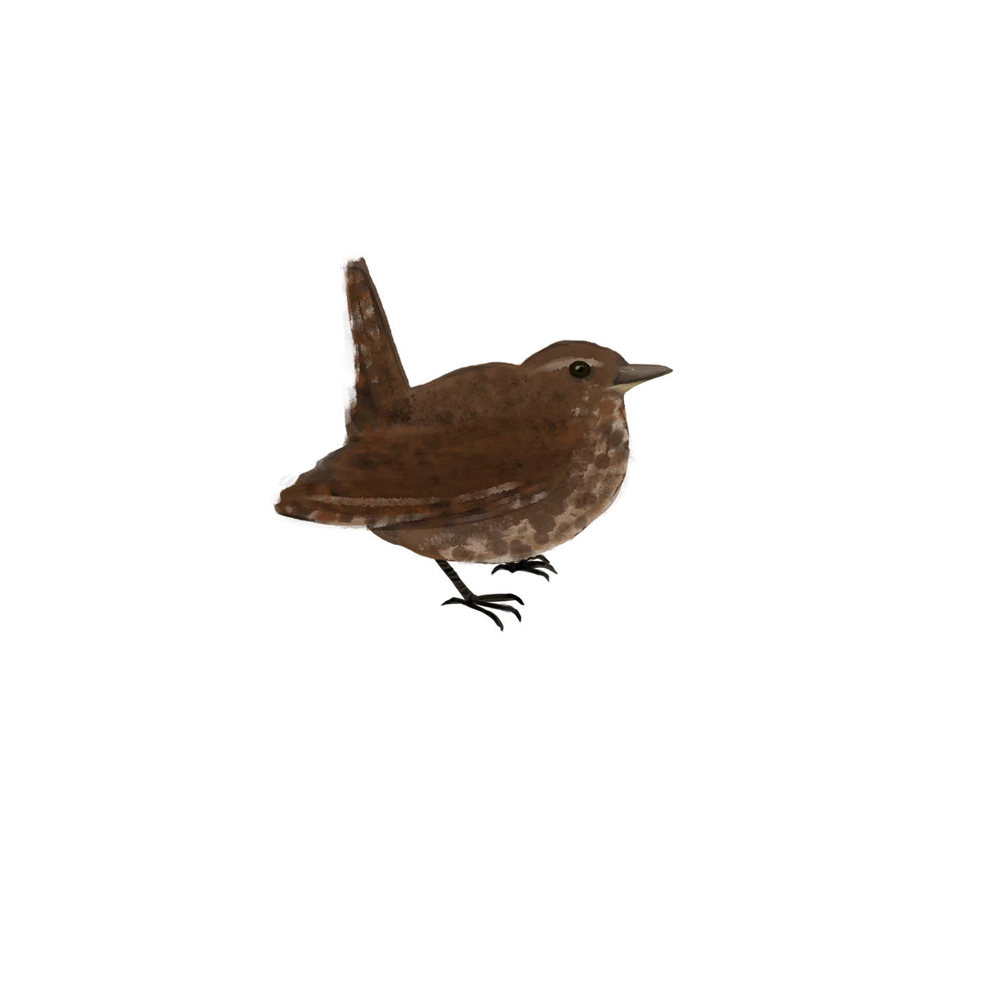 Eurasian Birds: Eurasian Wren - Wooden Charm