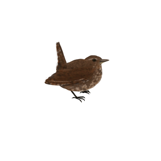 Eurasian Birds: Eurasian Wren - Wooden Charm