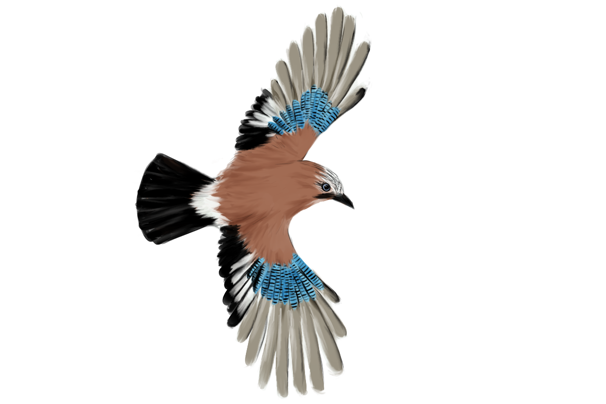 Eurasian Birds: Eurasian Jay - Wooden Charm