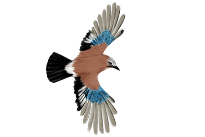 Eurasian Birds: Eurasian Jay - Wooden Charm