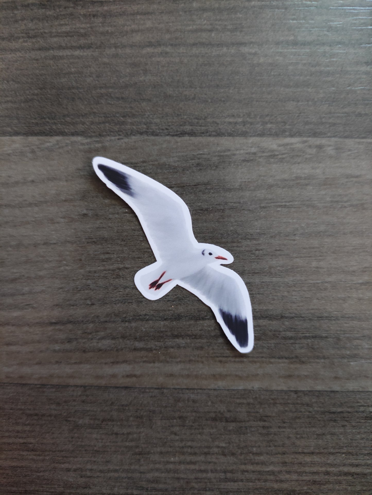 Eurasian Birds: black-headed gull - stickers