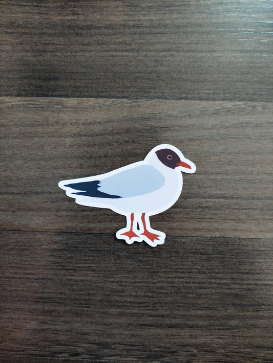 Eurasian Birds: black-headed gull, summer plumage - stickers