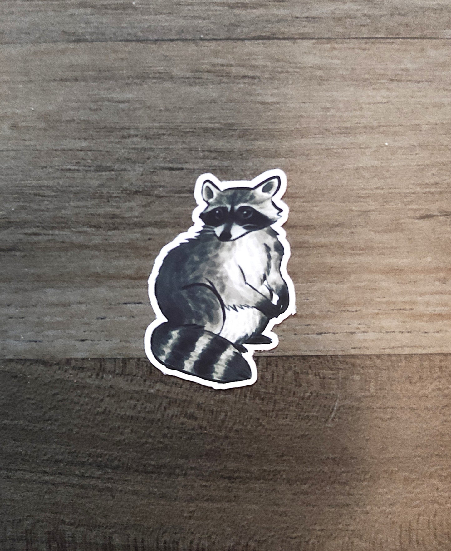 Sticker of a raccoon on a wooden surface, Waschbär, Kassler Waschbären