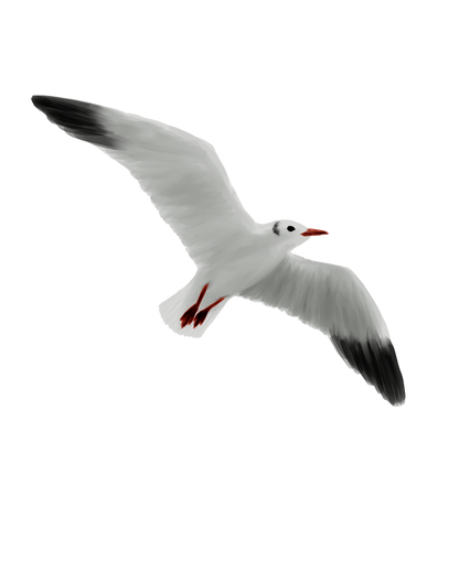 Eurasian Birds: Black-headed Gull - Wooden Charm