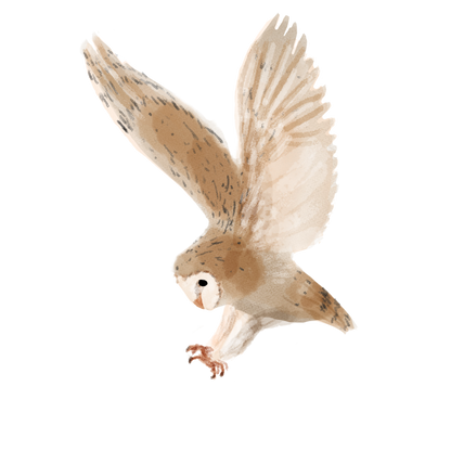 Eurasian Birds: Barn Owl - Wooden Charm