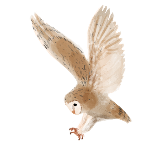 Eurasian Birds: Barn Owl - Wooden Charm