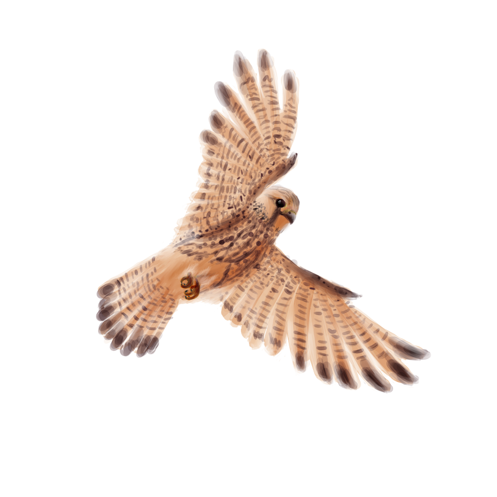 Eurasian Birds: Kestrel - Wooden Charm