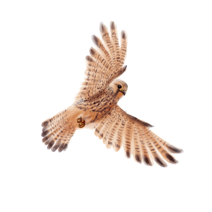 Eurasian Birds: Kestrel - Wooden Charm