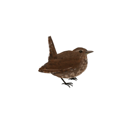 Eurasian Birds: Eurasian Wren - Wooden Charm